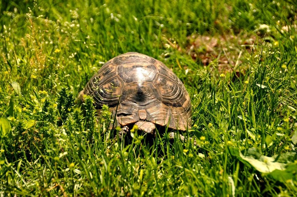 imagini hotel CLUB ASTERIA BELEK